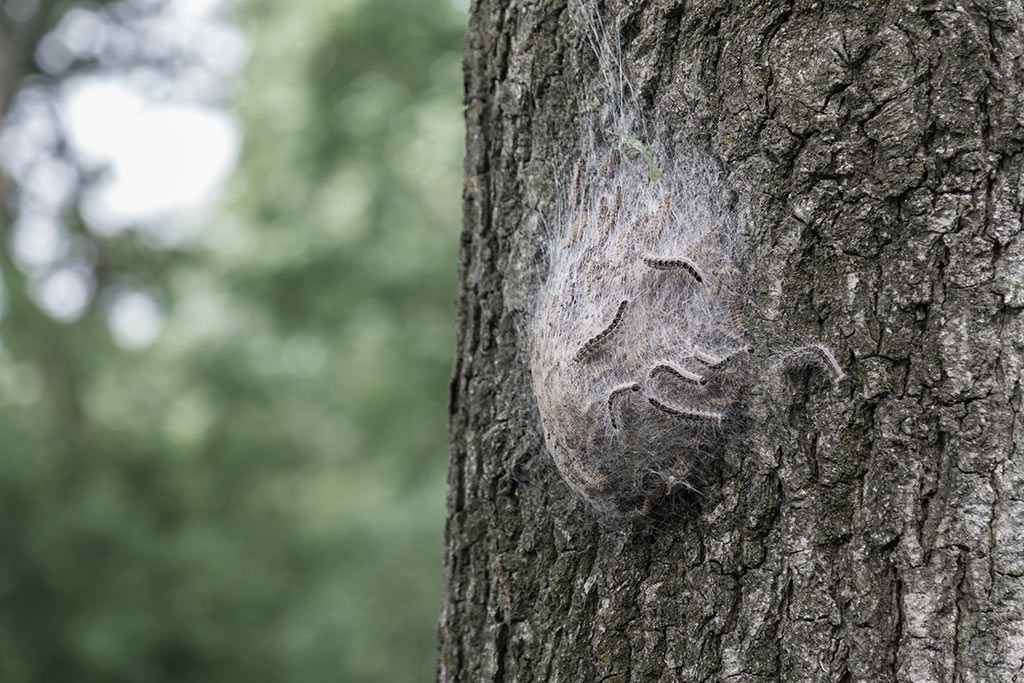 Eichenprozessionsspinner an einem Baum
