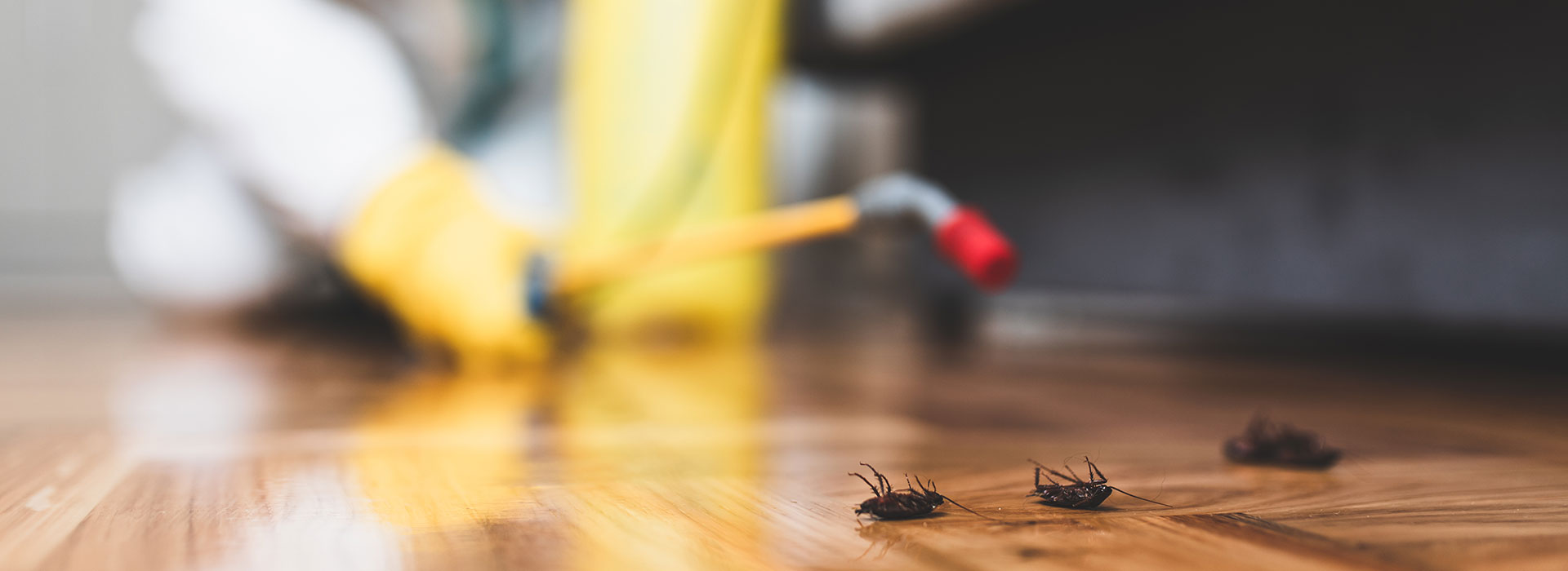 Tote Käfer am Boden