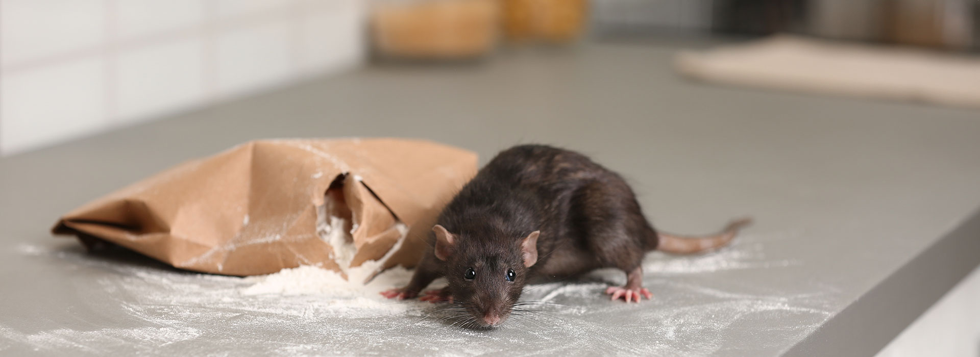 Ratte an einem Mehlsack