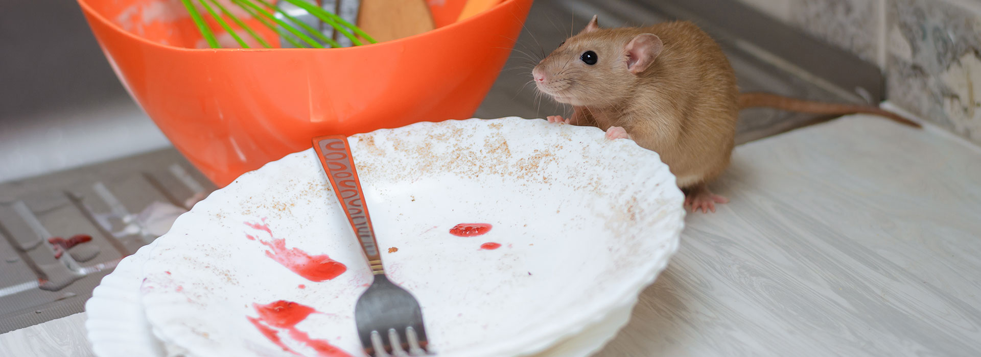 Ratte an einem Teller