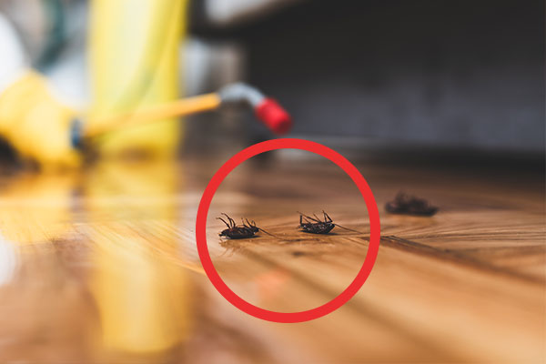 Sprühbehandlung gegen Käfer