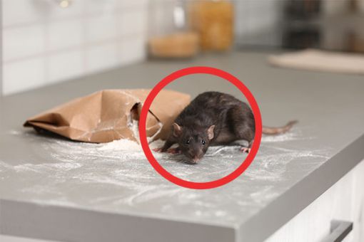 Maus auf der Küche